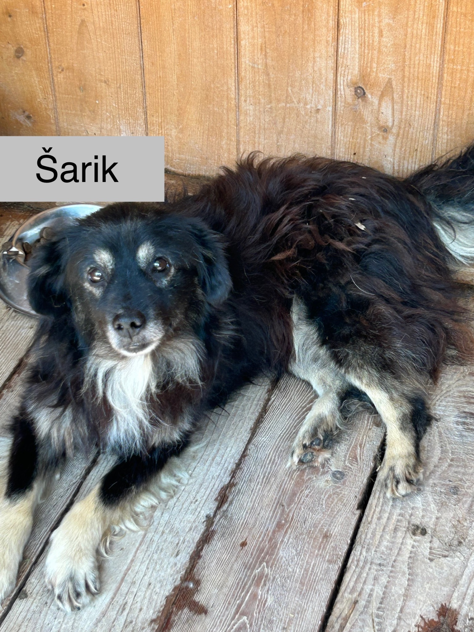 Šarik