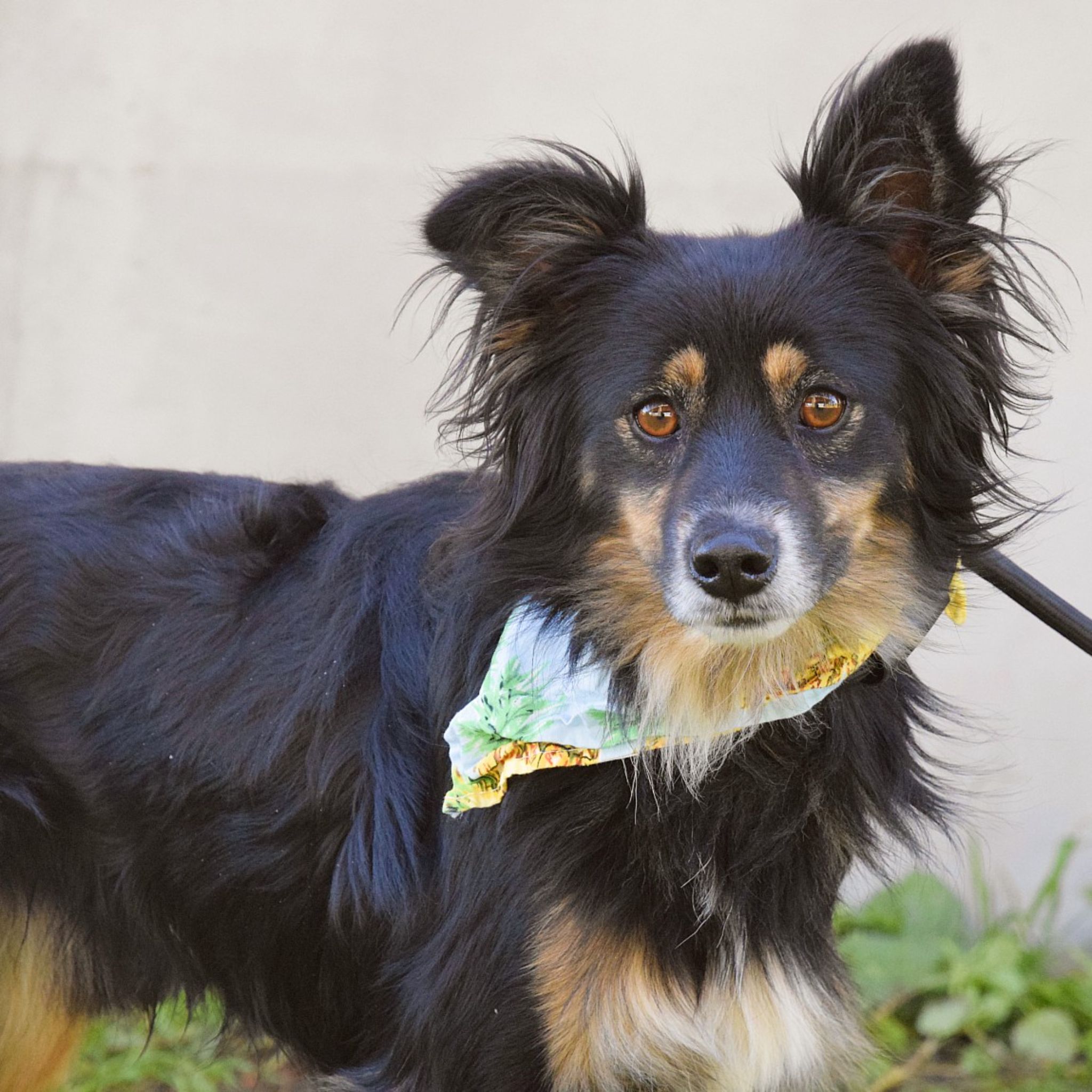 Balkan – mladý parťák, ktorý hľadá bezpečné miesto