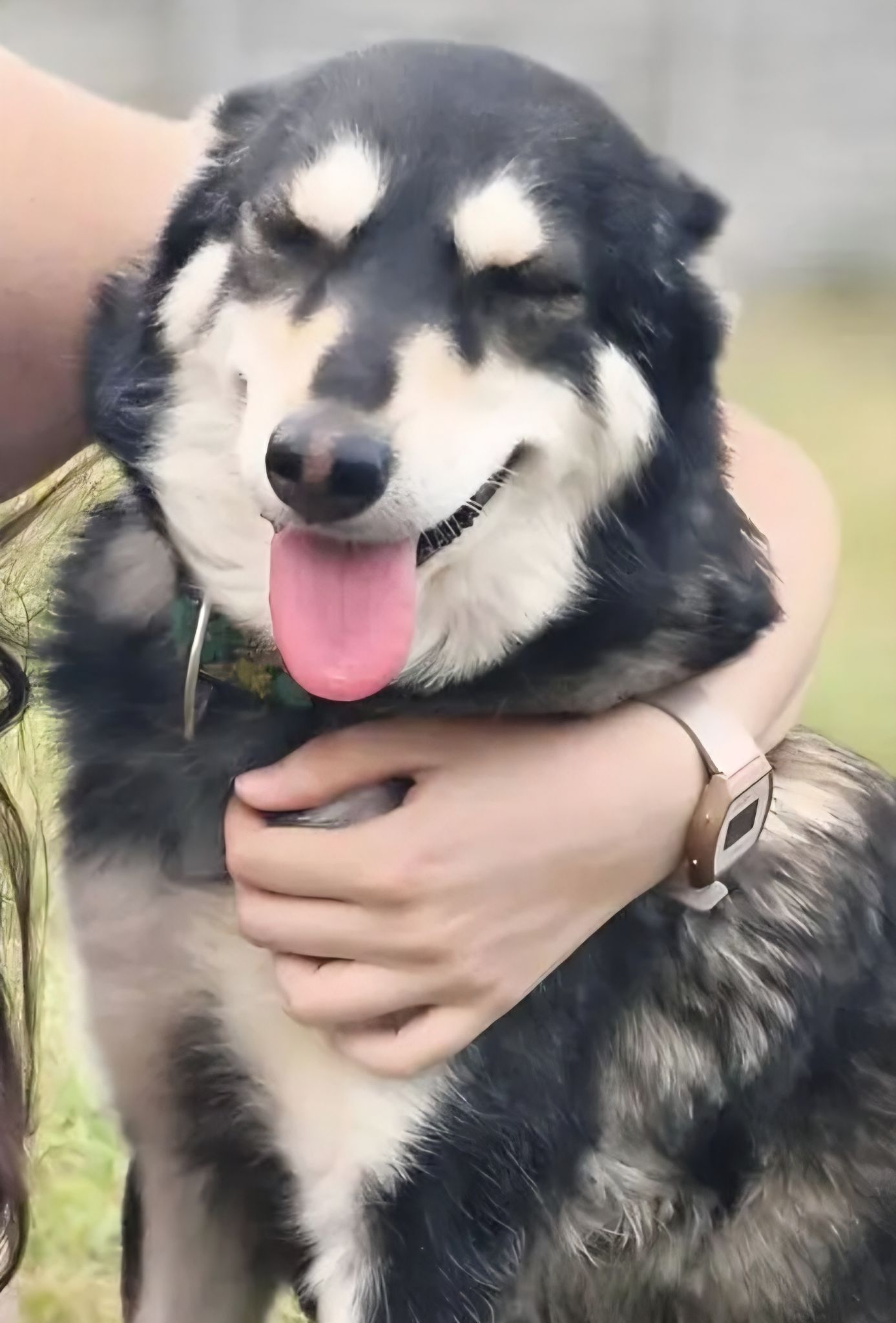 Sofia
