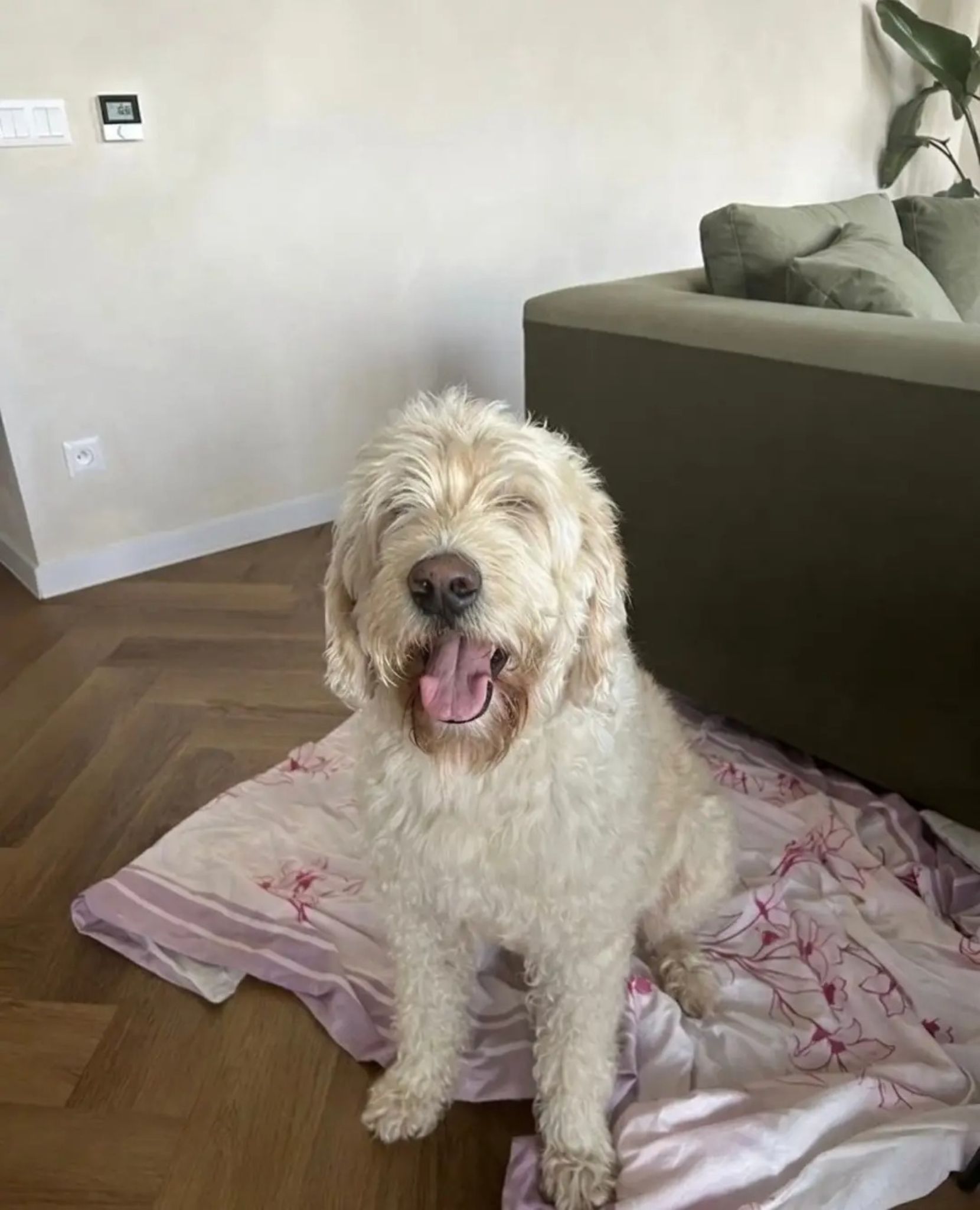 Monty