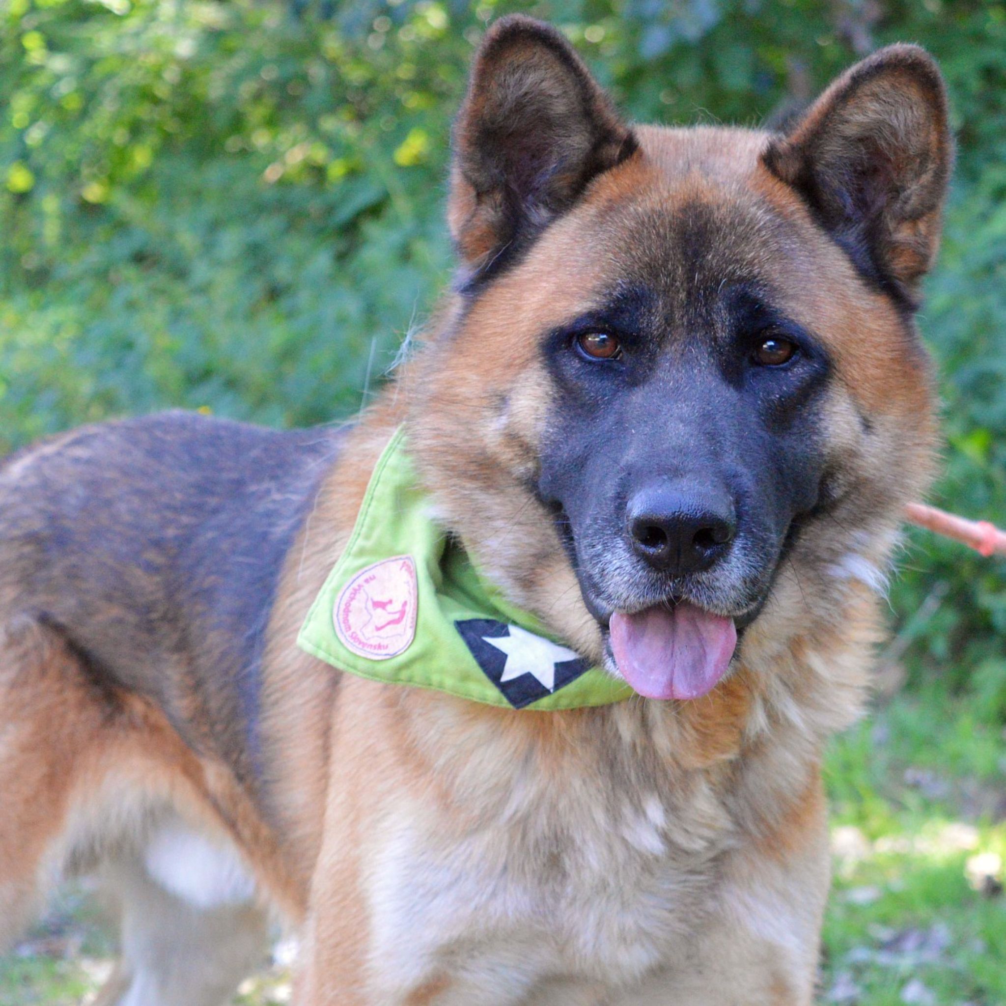 🐾 Tessar – mladý kríženec nemeckého ovčiaka a akita inu