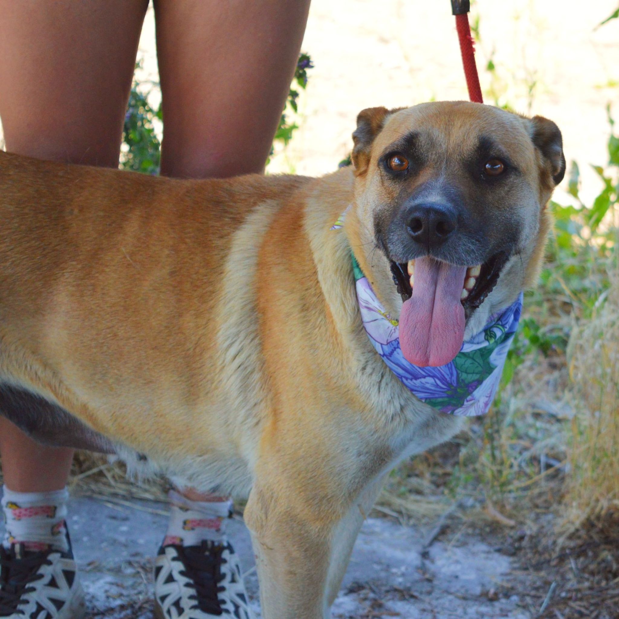 Verena krásna duša