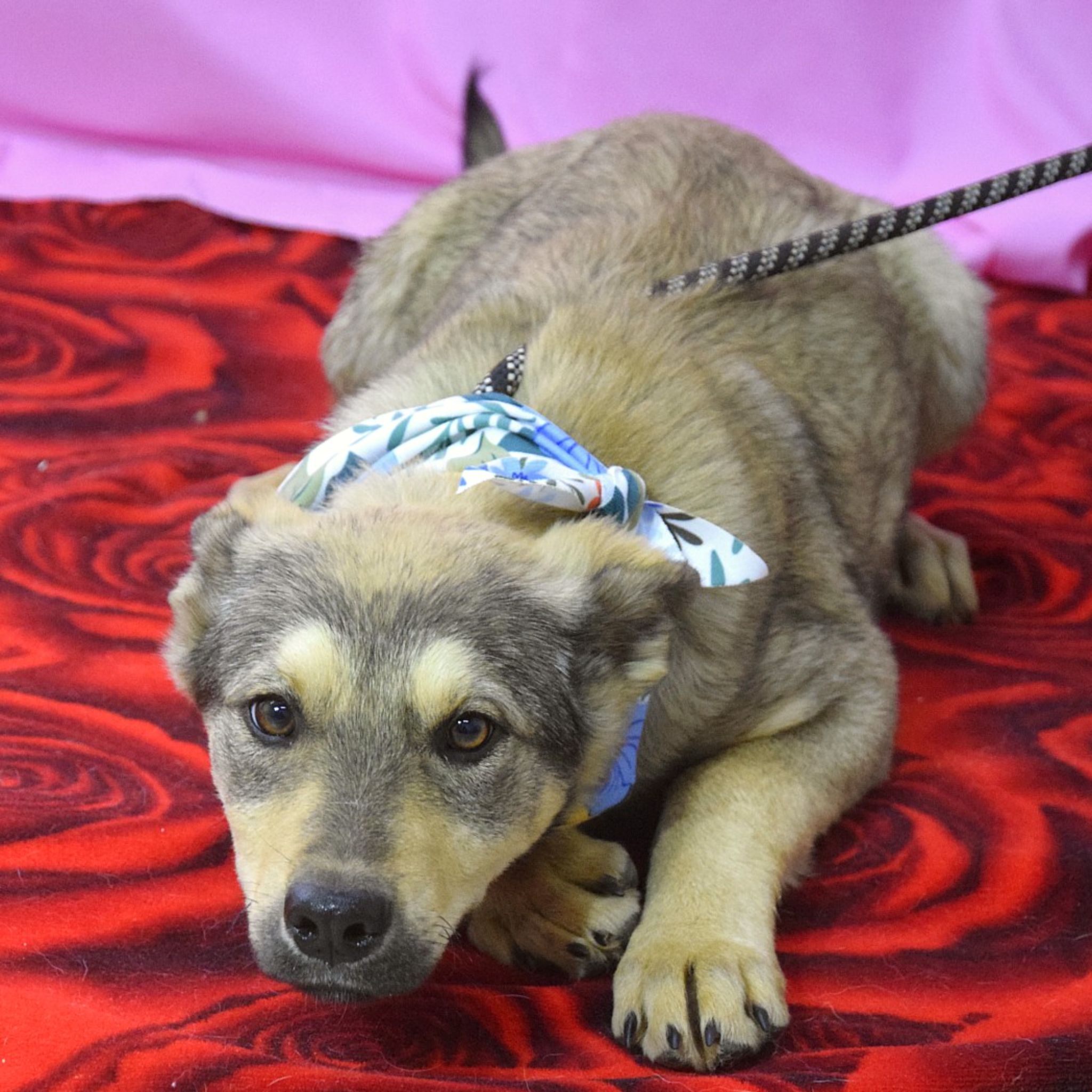 priateľská Franciska