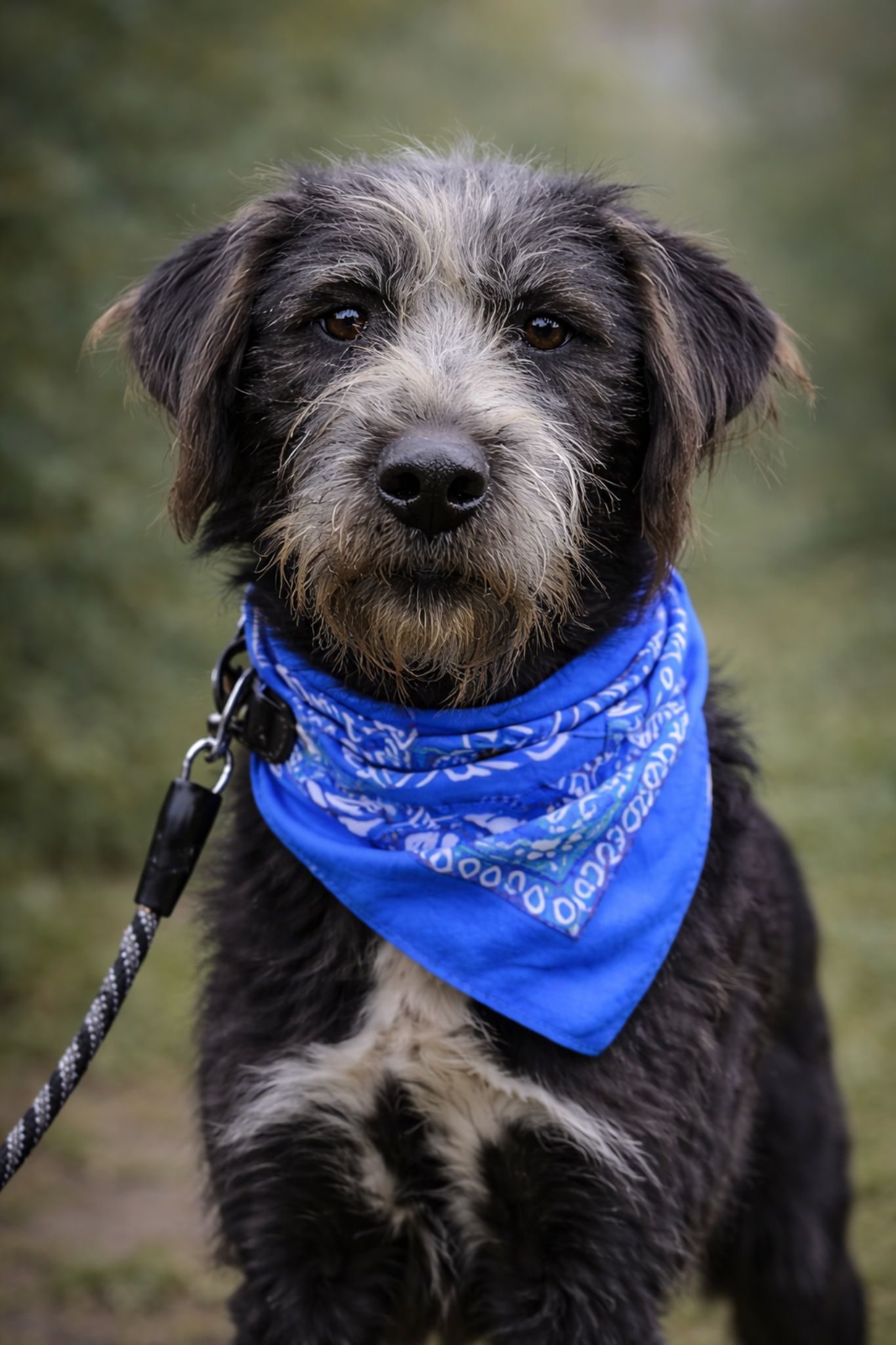 🐾 Eren – veľké srdce, veľký úsmev a veľká túžba po rodine! 🐾