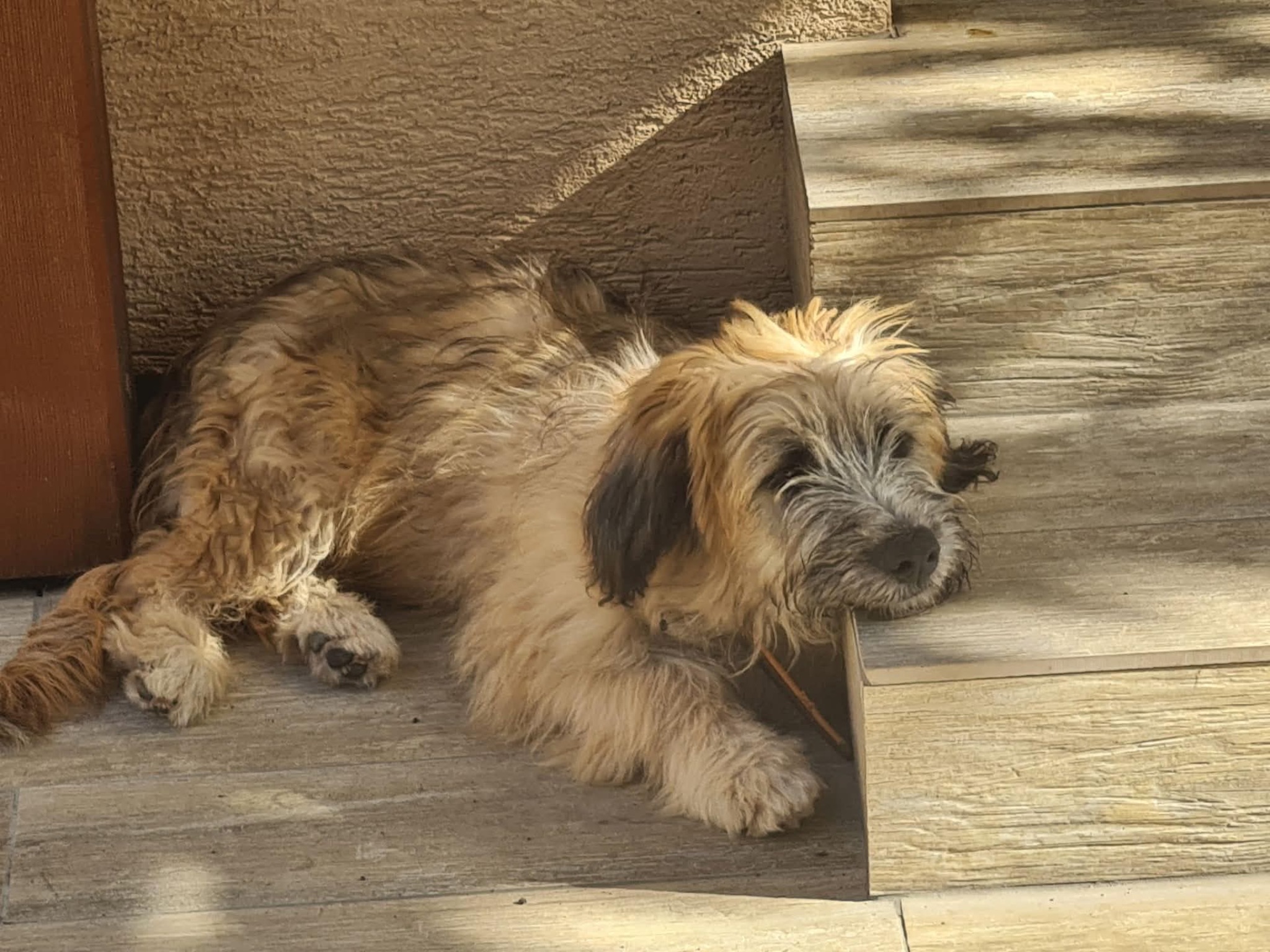  Beny
