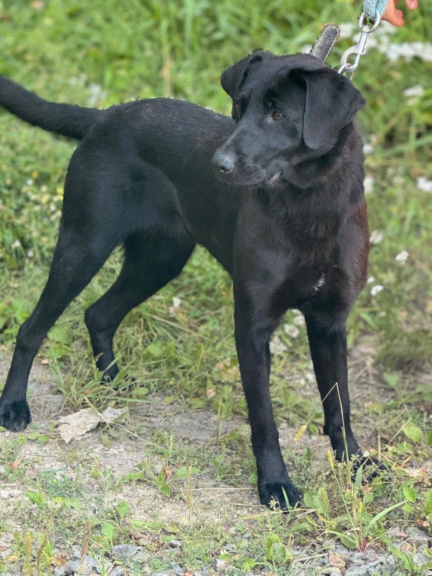 Lila