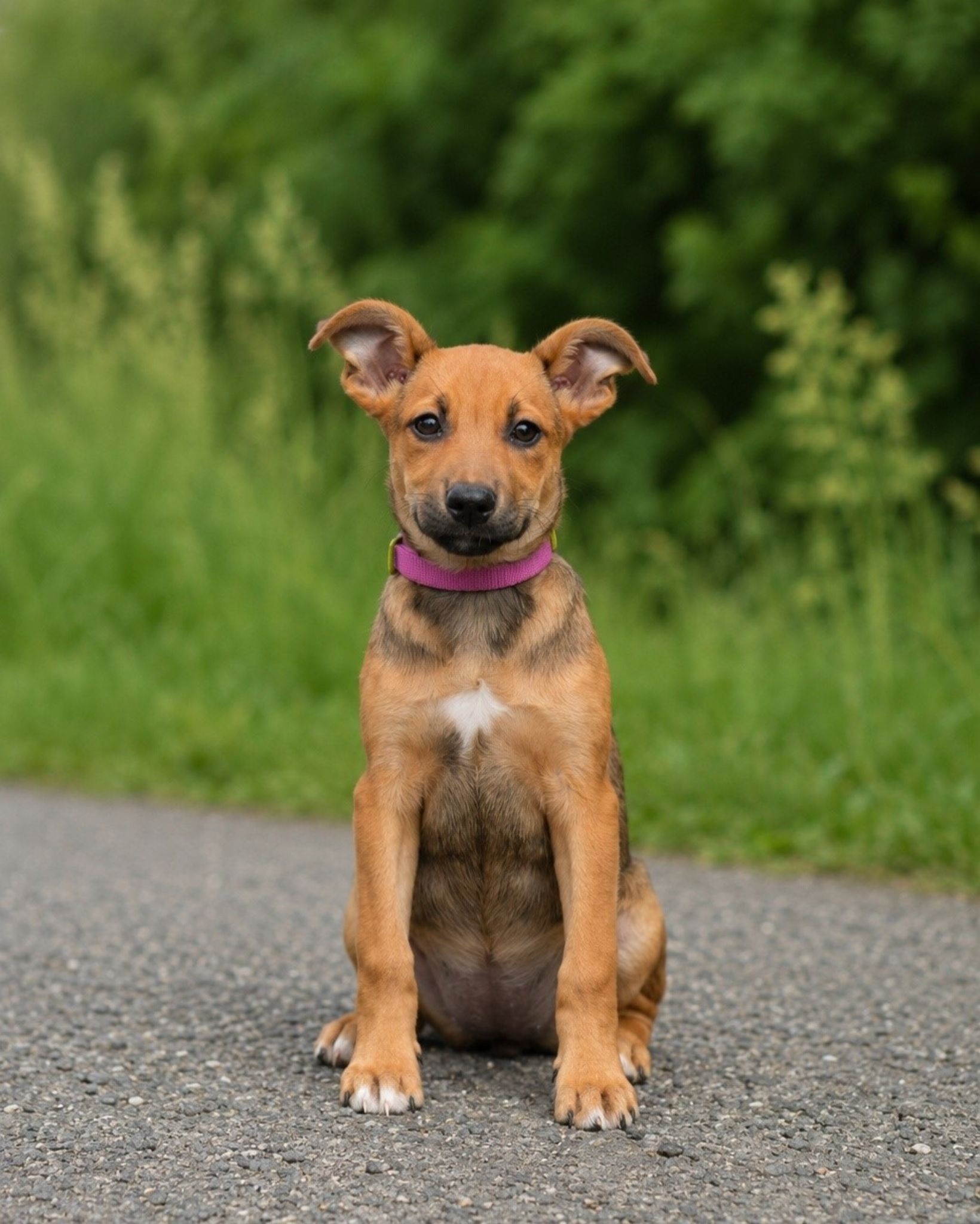 Raja