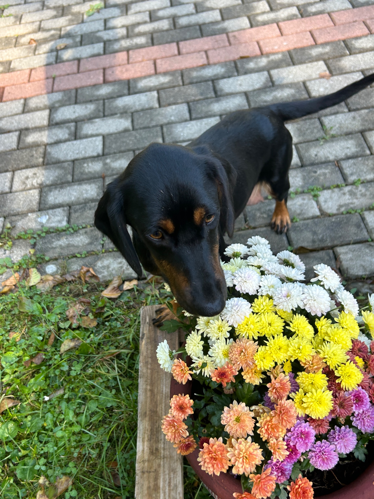 ELI