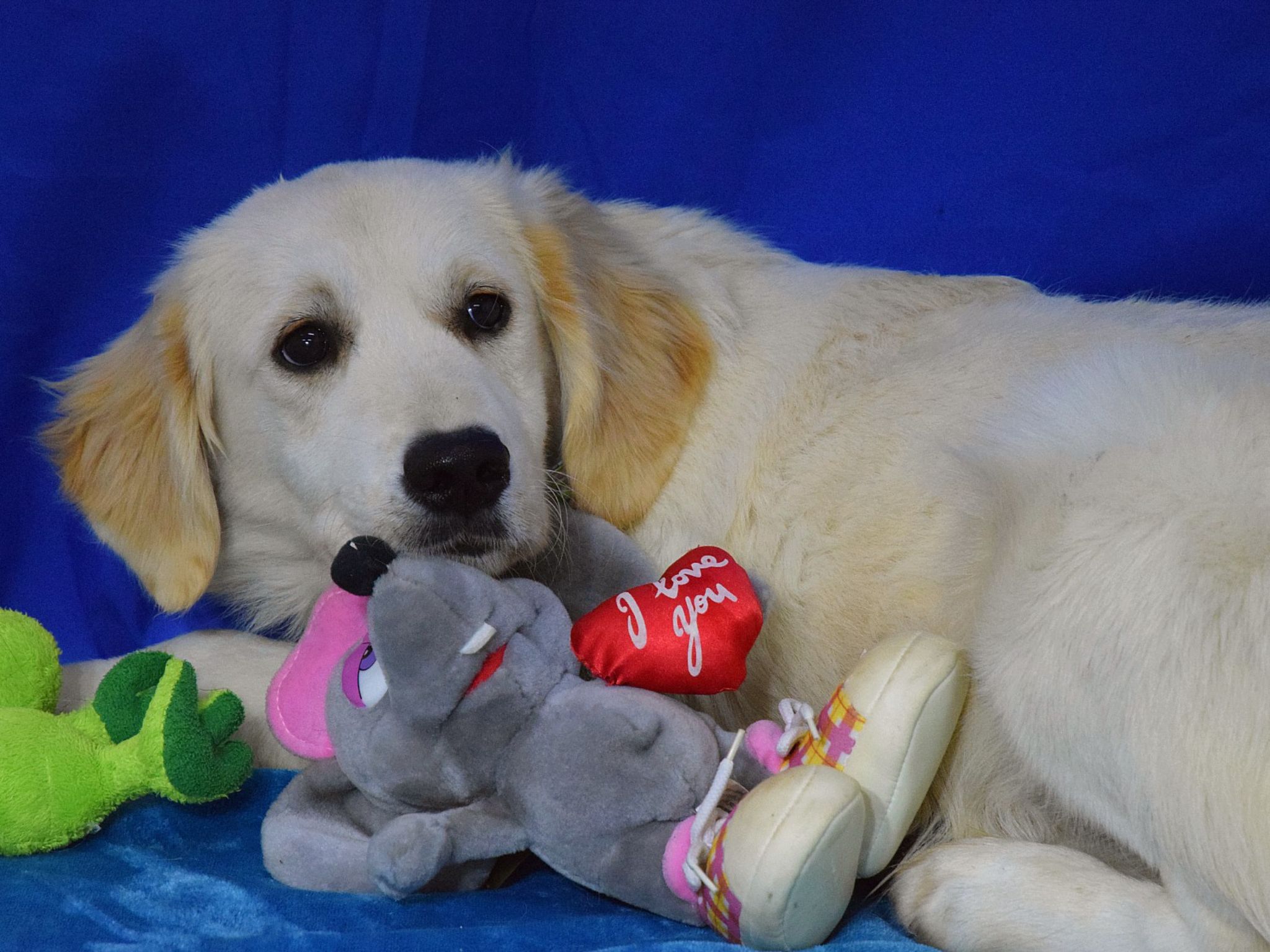 🐾 Mambo – nežný chlapček, ktorý sa učí znovu veriť ľuďom 💛