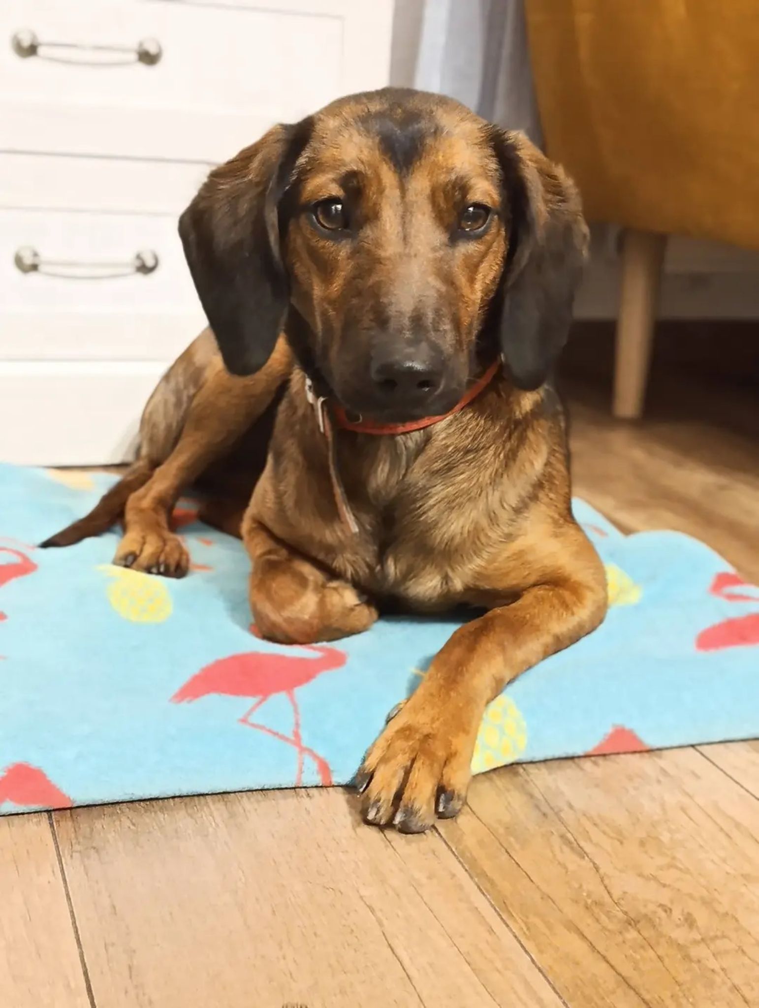 Ella