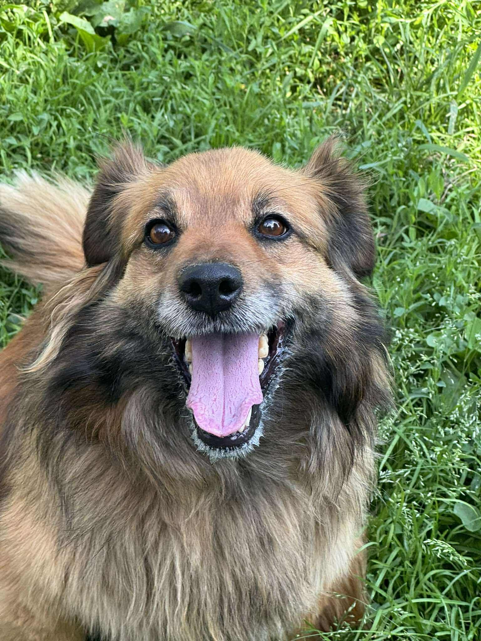 SHEILA