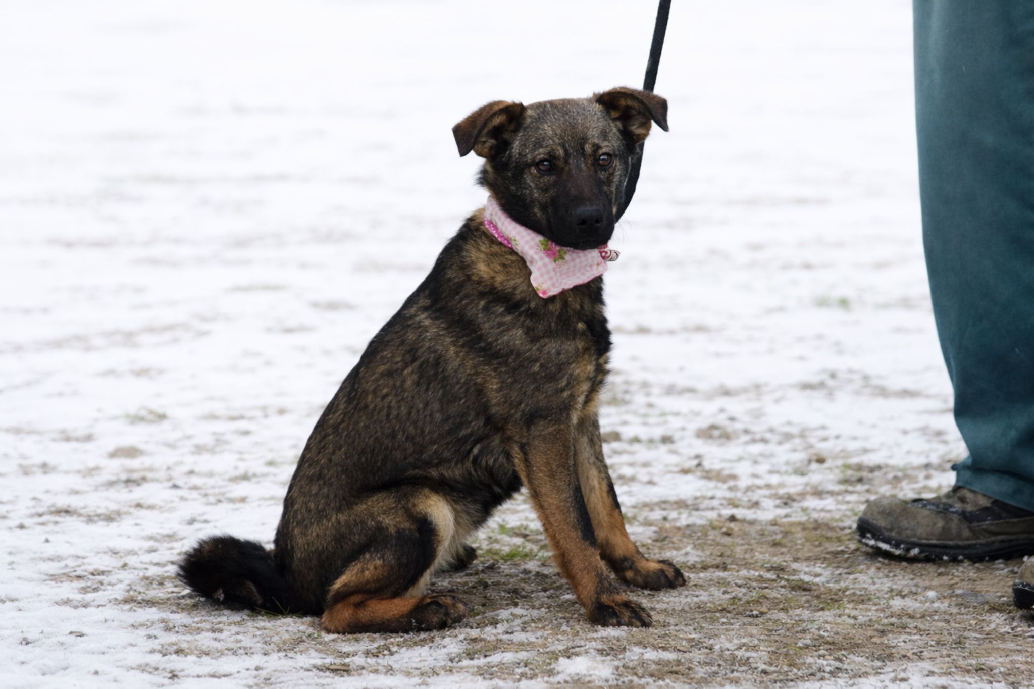 Jasabell, ktoré si okamžite získa vaše srdce