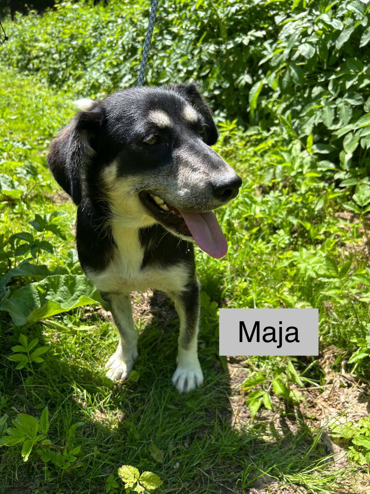 Maja