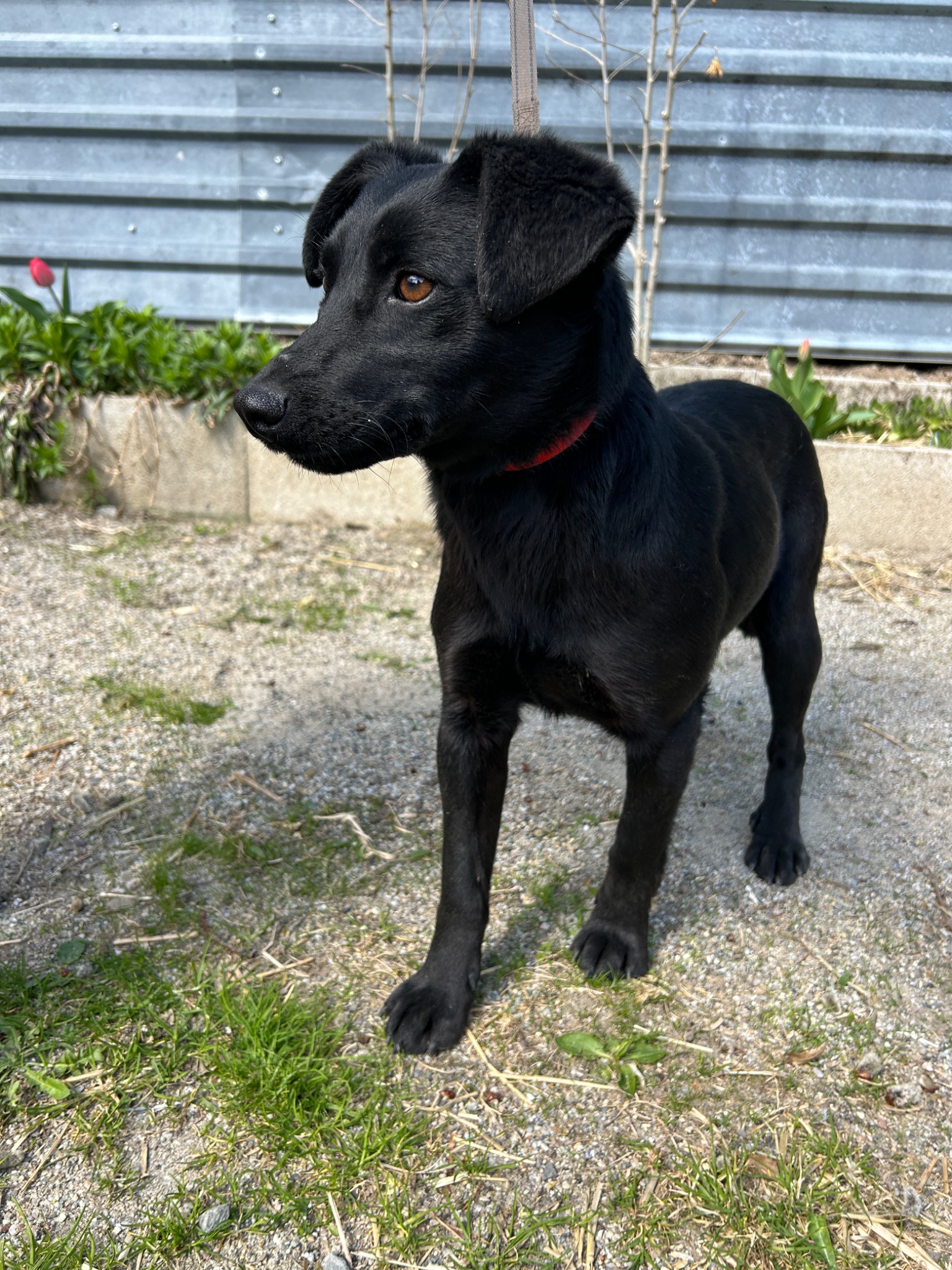 Perla