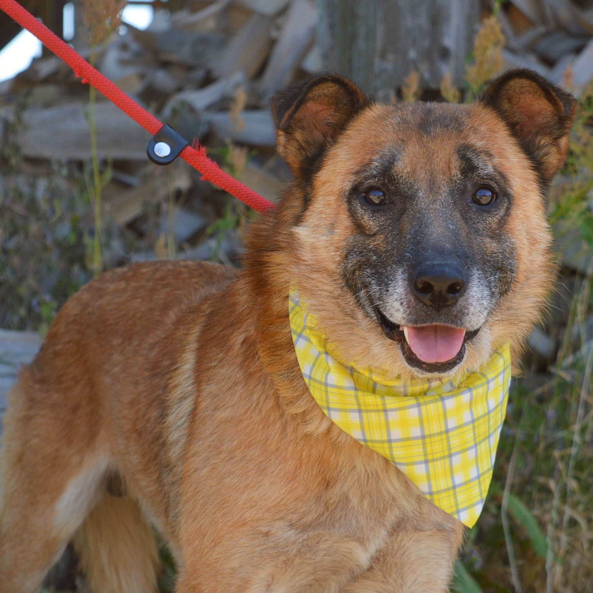 mierumilovný Follies