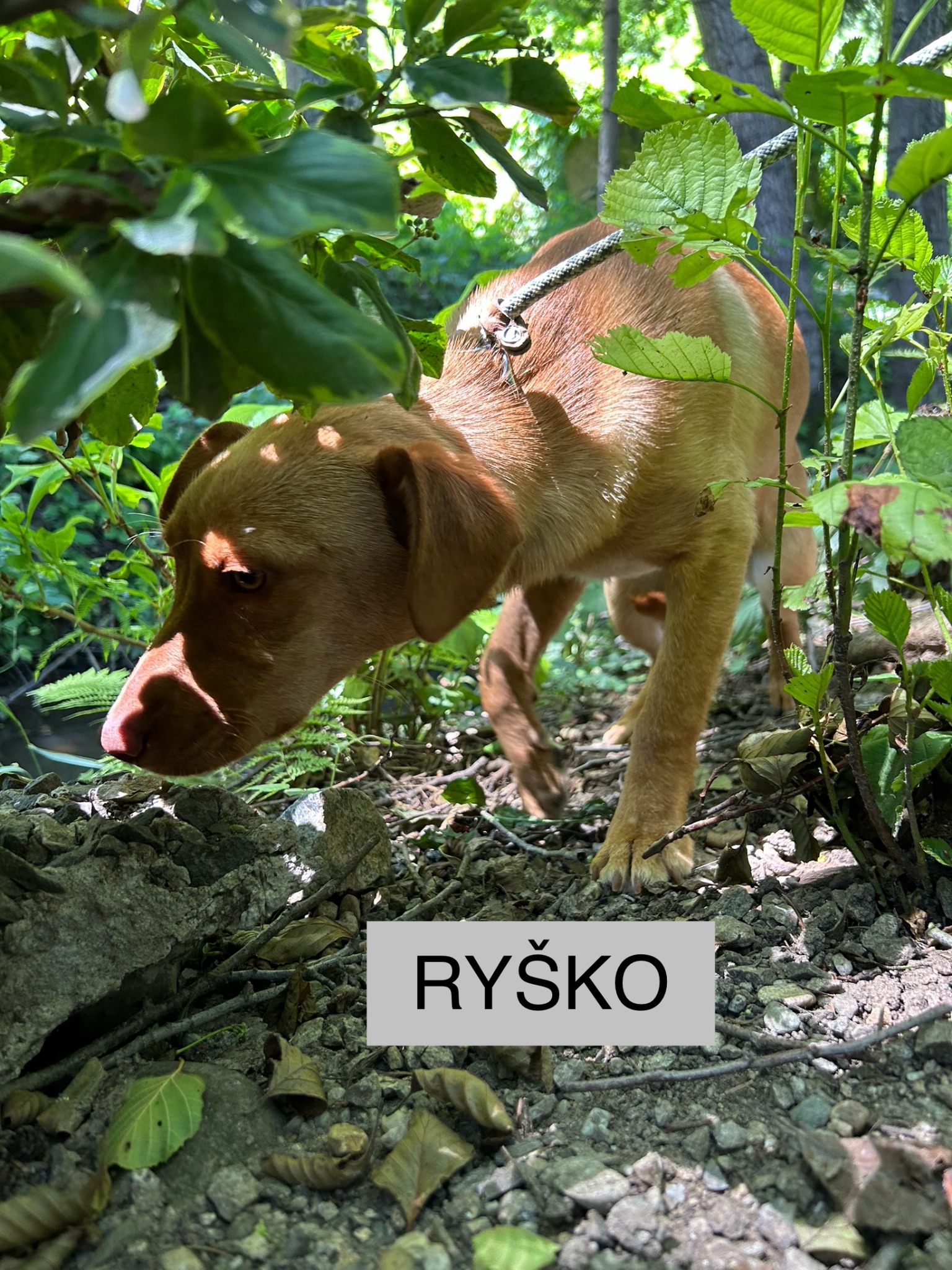 Ryško